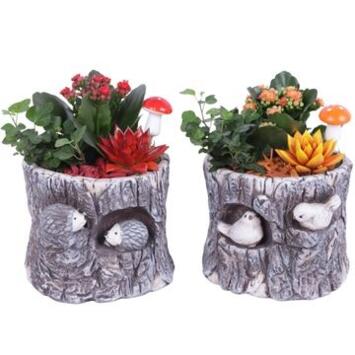 image COMPO 3 PLANTES P CERAM