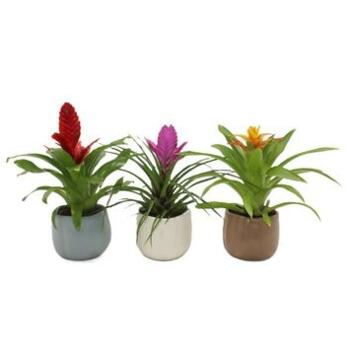 image BROMELIACEE CERAM