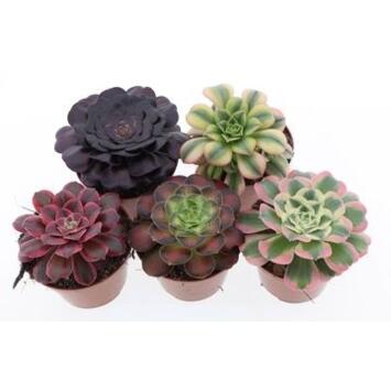 image AEONIUM