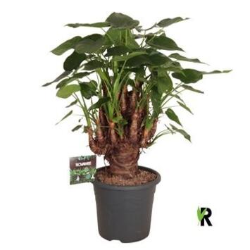image ALOCASIA CUCULLATA