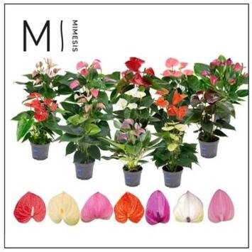 image ANTHURIUM ANDREANUM VARIES