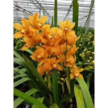 image CYMBIDIUM 3BR