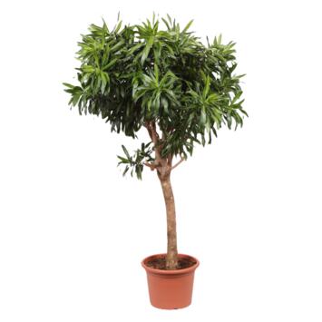 image DRACAENA SONG OF JAMAICA TIGE
