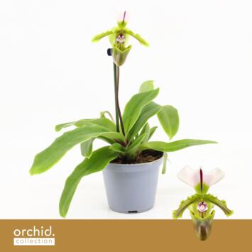 image PAPHIOPEDILUM 1BR