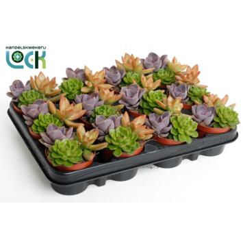image SUCCULENTE X3 VARIEE