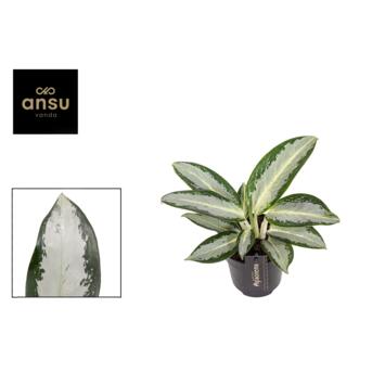 image AGLAONEMA SILVER BLUE