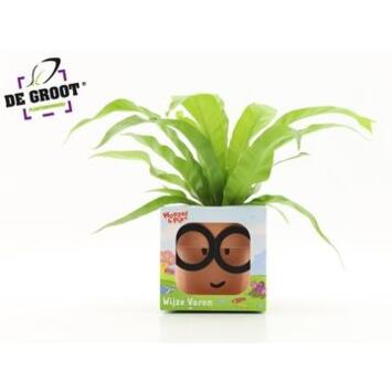 image ASPLENIUM ANTIQUUM CERAM