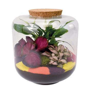 image TERRARIUM LA CATRINA 20