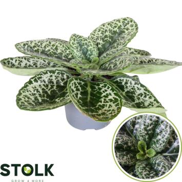 image STREPTOCARPUS PRETTY TURTLE