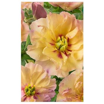 image PAEONIA ITOH CANARY BRILLANT