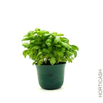 image BASILIC FIN VERT