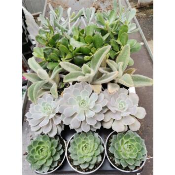 image CRASSULA VARIEE