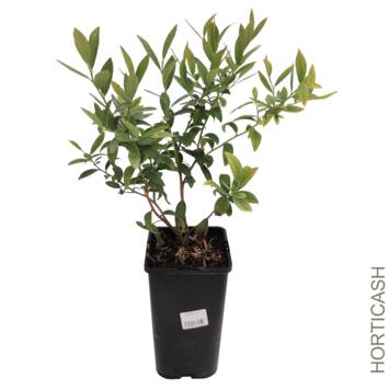 image MYRTILLE