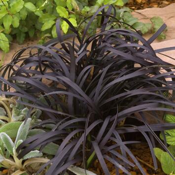 image OPHIOPOGON PLANISCAPUS