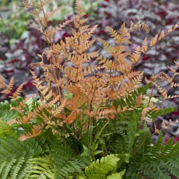 image DRYOPTERIS ERYTHROSERA