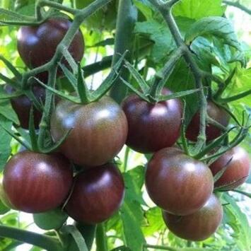 image TOMATE NOIRE BLACK CHERRY