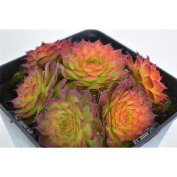 image SEMPERVIVUM CHICK CHARMS GOLD NUGGET