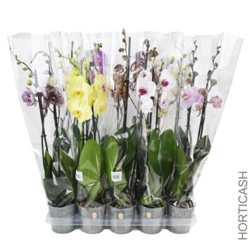 image PHALAENOPSIS 2BR EXTRA 16FL+