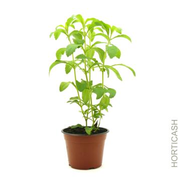image STEVIA