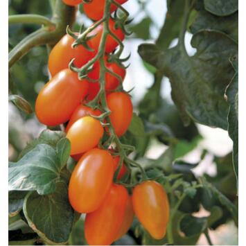 image TOMATE ORANGE FIZZ