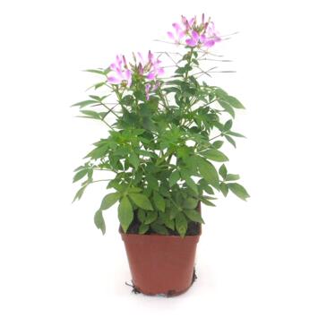 image CLEOME VARIES