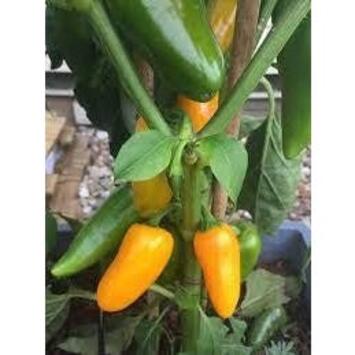 image POIVRON JAUNE TERRAZI SNACKING