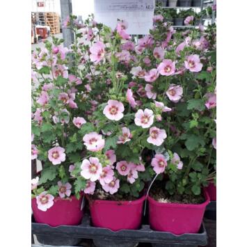 image ANISODONTEA