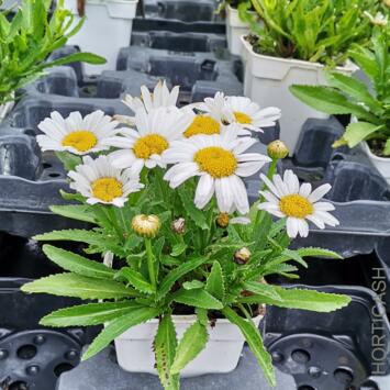 image LEUCANTHEMUM SUPERBUM SNOW LADY