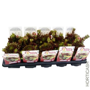 image SEMPERVIVUM CHICK CHARMS STARBURST