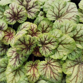 image HEUCHERA MICRANTHA VAN GOGH