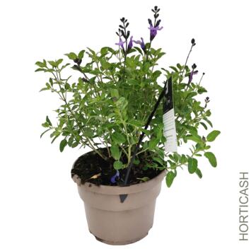 image SAUGE MICROPHYLLA SO COOL BLEUE