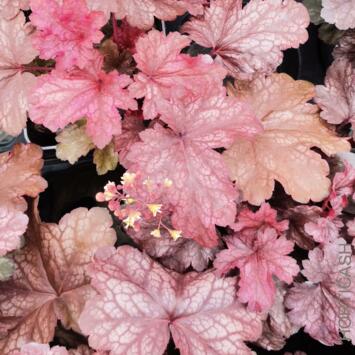 image HEUCHERA ROOT BEER