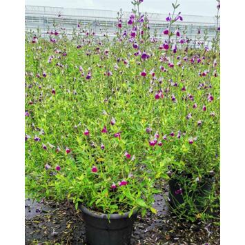 image SAUGE GREGGI AMETHYST LIPS