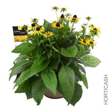 image RUDBECKIA FULGIDA LITTLE GOLDSTAR