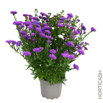 image ASTER 3COULEURS P COLORE