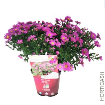 image ASTER DUMOSUS ALICE