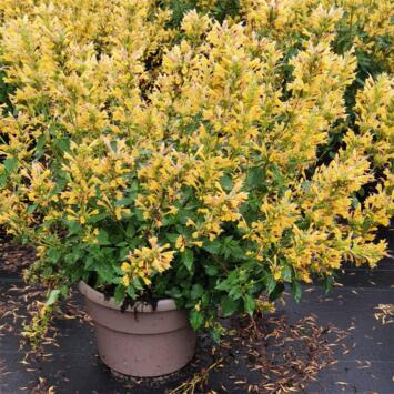 image AGASTACHE KUDOS YELLOW