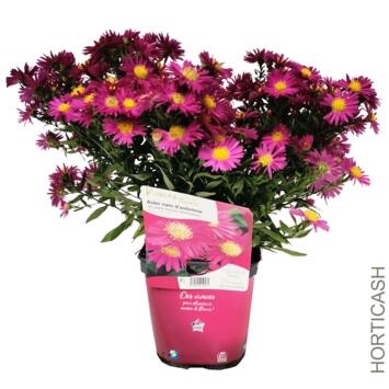 image ASTER DUMOSUS ILAND BAHAMAS