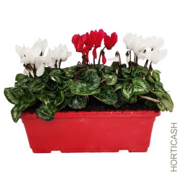 image CYCLAMEN MINI JARD