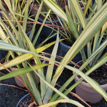 image PHORMIUM TENAX APRICOT QUEEN