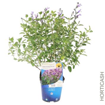 image SAUGE MICROPHYLLA SO COOL BLEUE