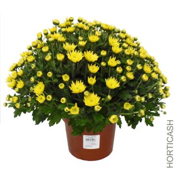 image CHRYSANTHEME MULTI 35/40