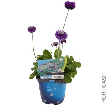 image PRIMEVERE CAPITATA SALVANA