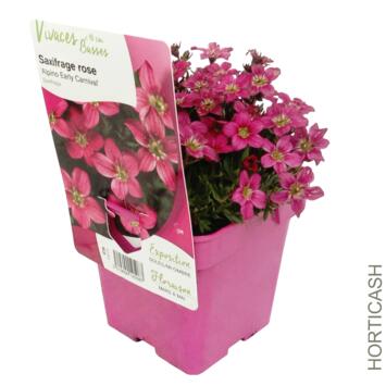 image SAXIFRAGE ALPINO EARLY CARNIVAL