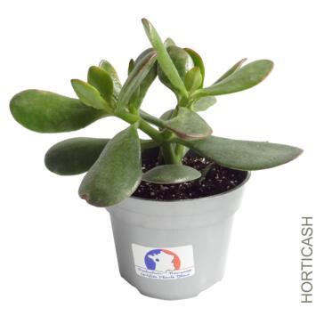 image CRASSULA OVATA SUNSET