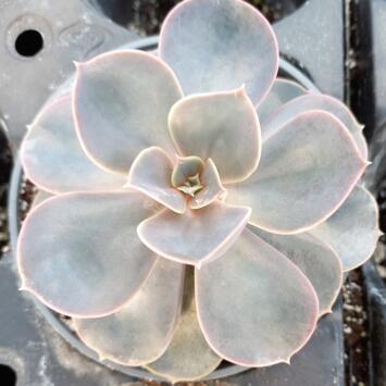 image ECHEVERIA PERLE VON NURNBERG