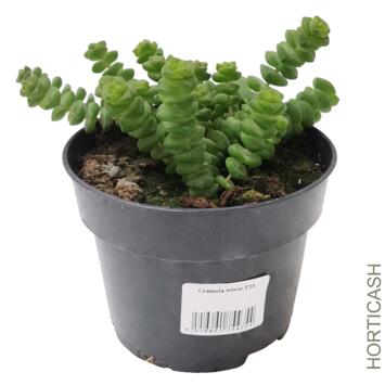 image CRASSULA MINOR