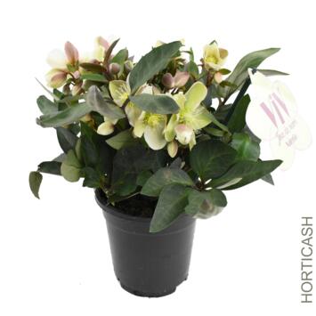 image HELLEBORE VALERIA