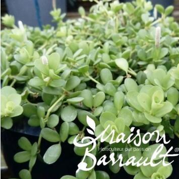 image PILEA DEPRESSA PITTORESQUE