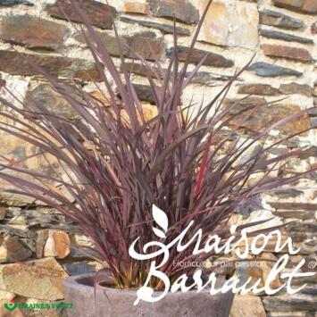 image PHORMIUM AMAZING RED